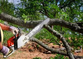 How Our Tree Care Process Works  in  Melbourne Beach, FL